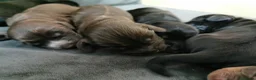 Cocker Spaniel dogs for sale: Show Cocker Spaniel Puppies for sale  in Lincoln - Advert 5