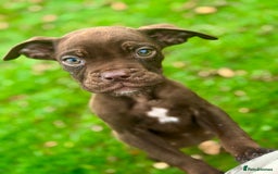 Mixed Breed dogs for sale: Reduce and ready to leave staff x bulldog 3 males - Image 6