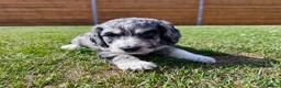 Cockapoo dogs for sale: Beautiful F1 Cockapoo Babies 🐾🐾🐾 - Advert 24