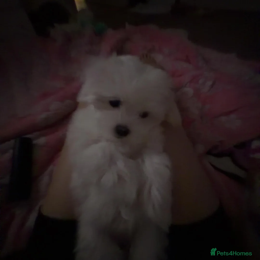 Maltese dogs for sale: Adorable White Maltese Puppy for Sale - Advert 5