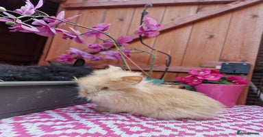 Mini Lion Lop rabbits - Advert 2