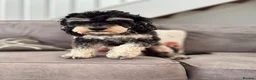 Cavapoo dogs for sale: Cavapoo DNA health tested parents clear - Advert 2