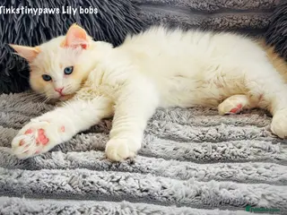 Ragdoll cats RED BICOLOUR FEMALE RAGDOLL - Advert 15