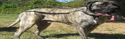 Mixed Breed dogs for sale: Athena beautiful cane Corso  - Advert 5