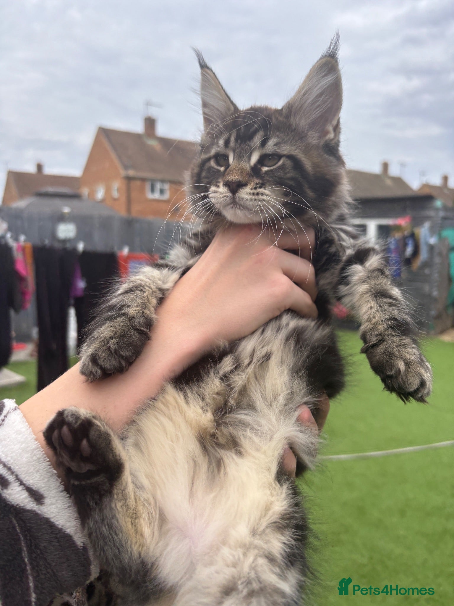 Maine Coon cats 🐾 TICA REG**READY TO LEAVE IN 1 WEEK!  - Advert 16