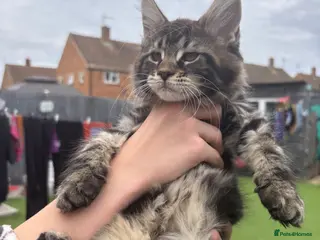 Maine Coon cats 🐾 TICA REG**READY TO LEAVE IN 1 WEEK! - Advert 16