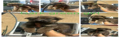 German Shepherd 5