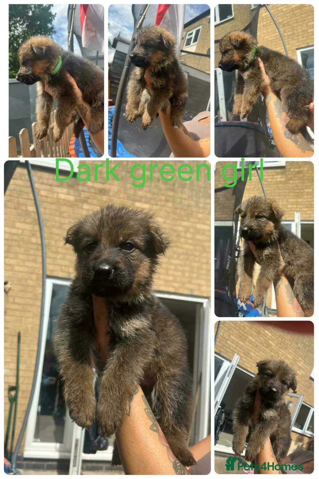 German Shepherd dogs for sale: German shepherd puppies for sale  - Advert 13