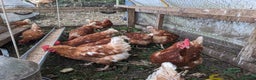 Chickens poultry for sale: Hybrid Laying hens Lohman Browns - Advert 3