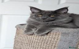 Maine Coon cats for sale: Maine coon kitten. Tica registered - Image 7