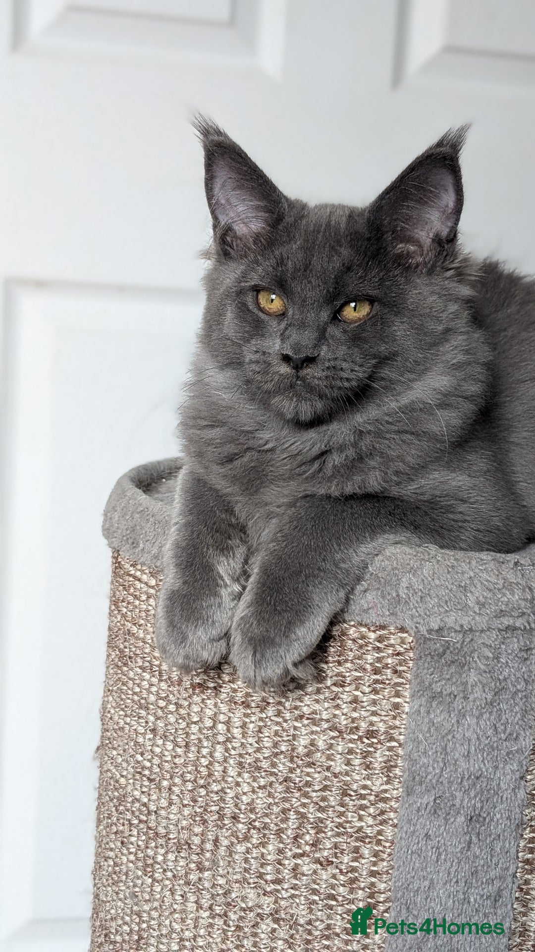 Maine Coon cats for sale: Maine coon kitten. Tica registered - Image 7