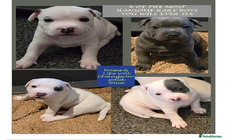 Staffordshire Bull Terrier dogs - Advert 6