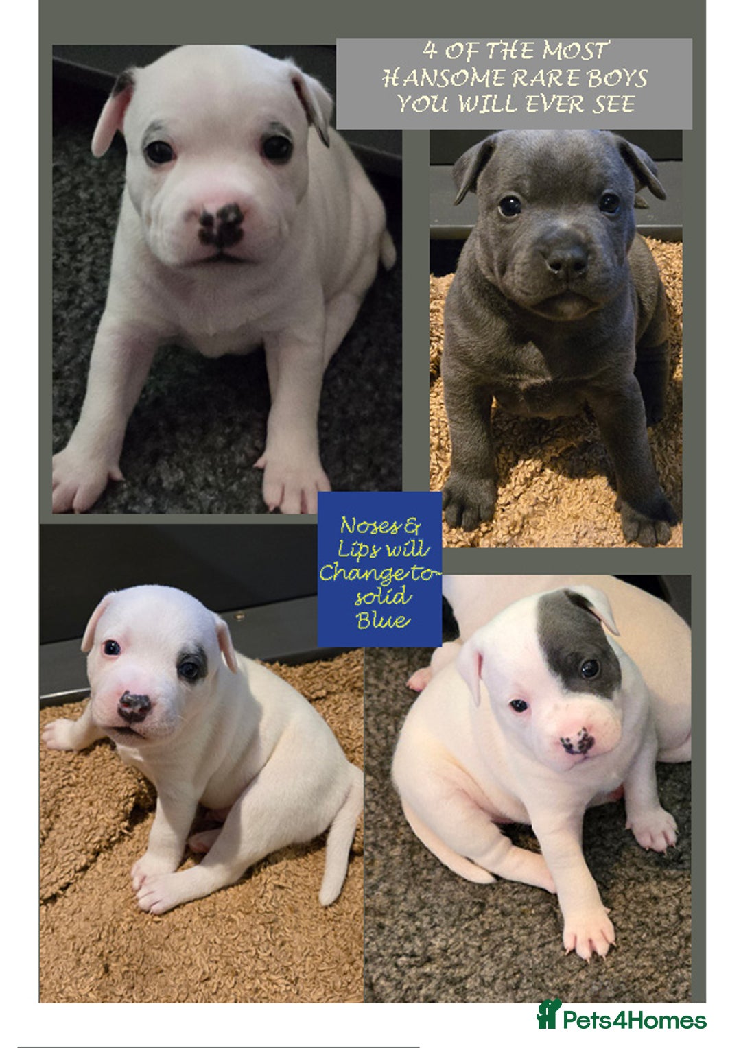 Staffordshire Bull Terrier dogs for sale: VERY RARE WHITE BLUE PIED & BLUE/WHITE SBT'S - Image 3