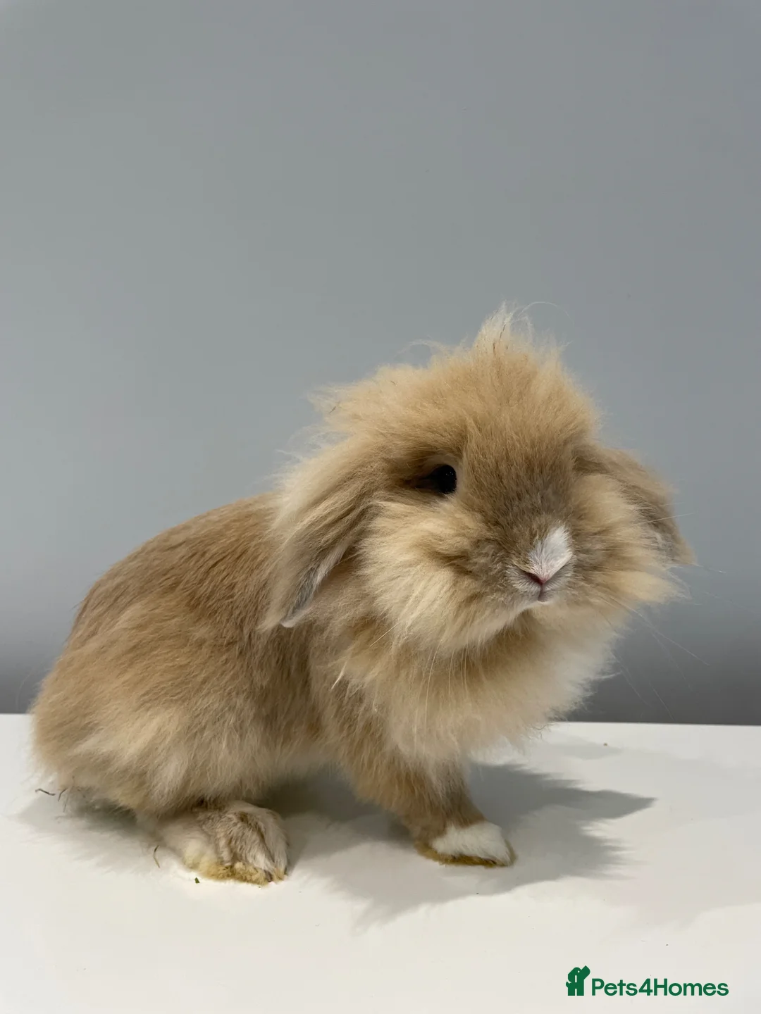 Mini Lop rabbits for sale: Rare-Harleyquin mini lops and doublemanelionhead  in Luton - Advert 17