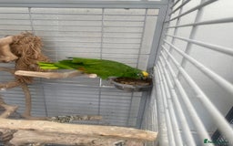 Parrots birds for sale: AMAZON YELLOW CROWNED PANAMA PROVEN PAIR - Image 10
