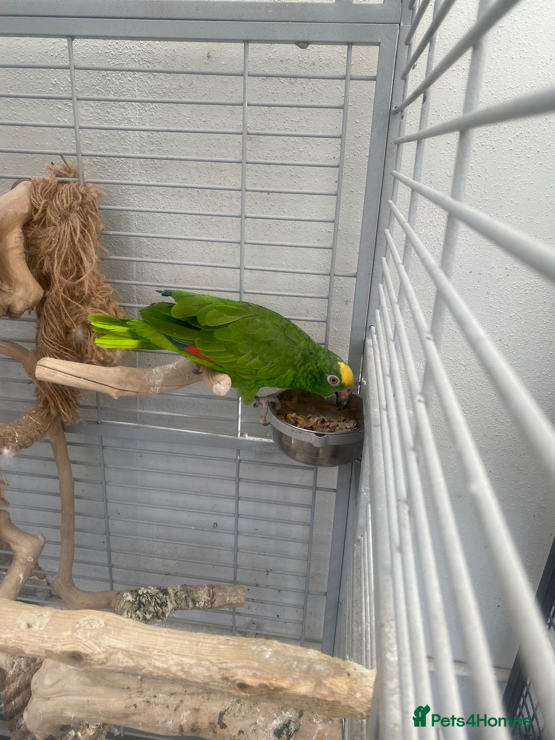 Parrots birds for sale: AMAZON YELLOW CROWNED PANAMA PROVEN PAIR - Image 10
