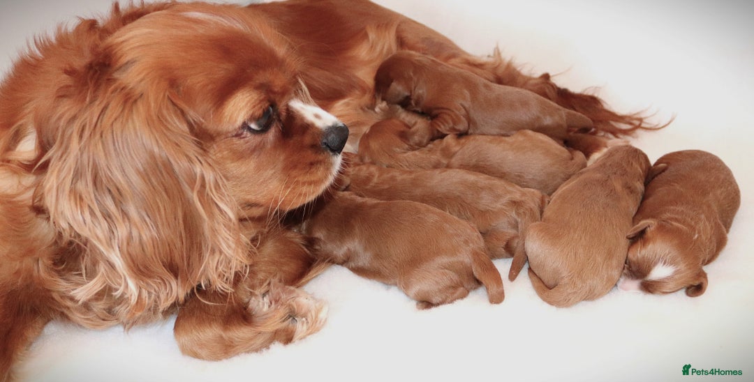 Cavapoo dogs for sale: Welcome to Cotswold Cavapoos - Advert 2