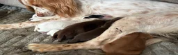 Cocker Spaniel dogs for sale: Working cocker spaniel puppies  in Berkeley - Advert 6