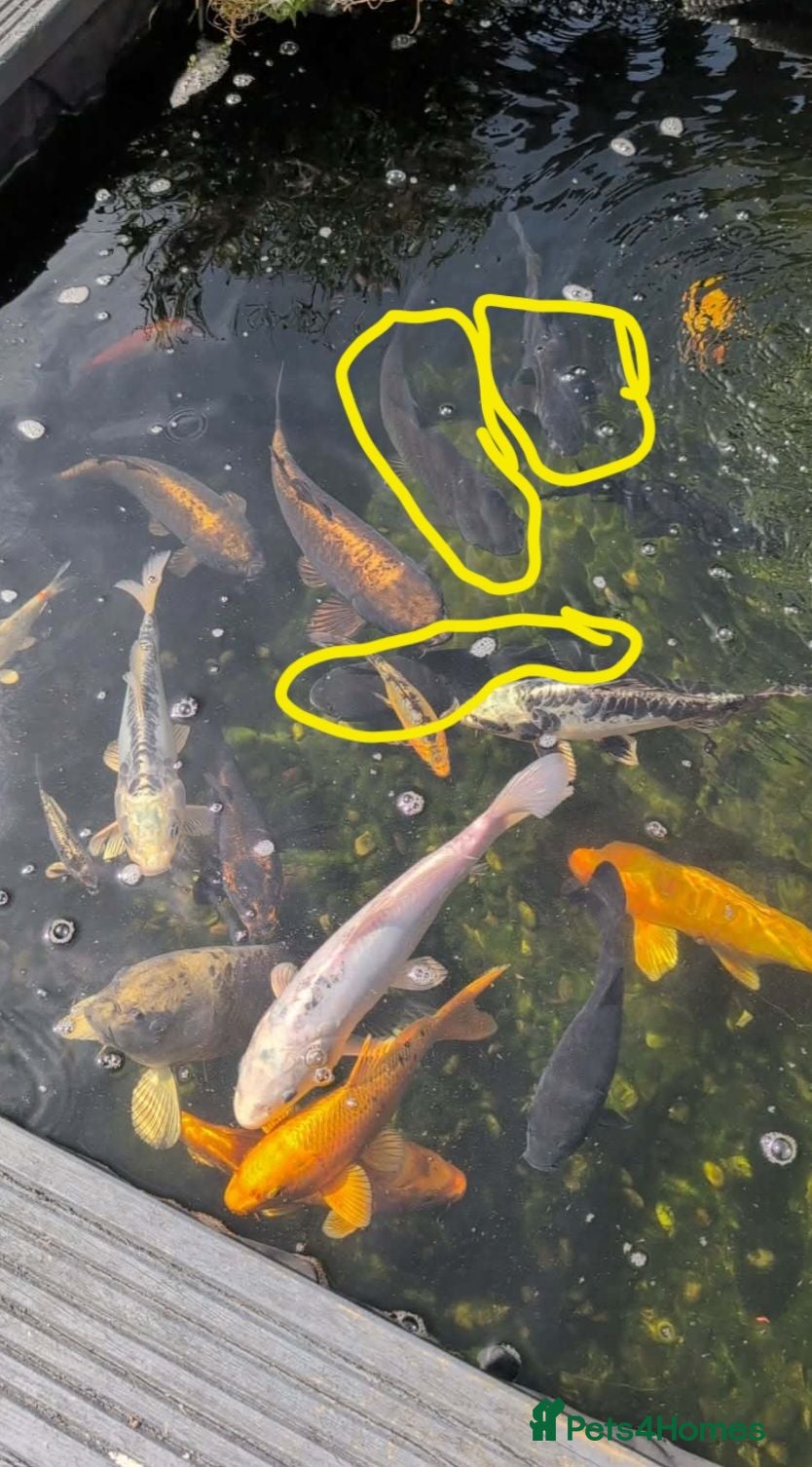 Pond Fish fish X2 grass carp & 1 common carp - Advert 1