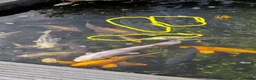 Pond Fish fish for sale: X2 grass carp & 1 common carp in Nottingham - Advert 1