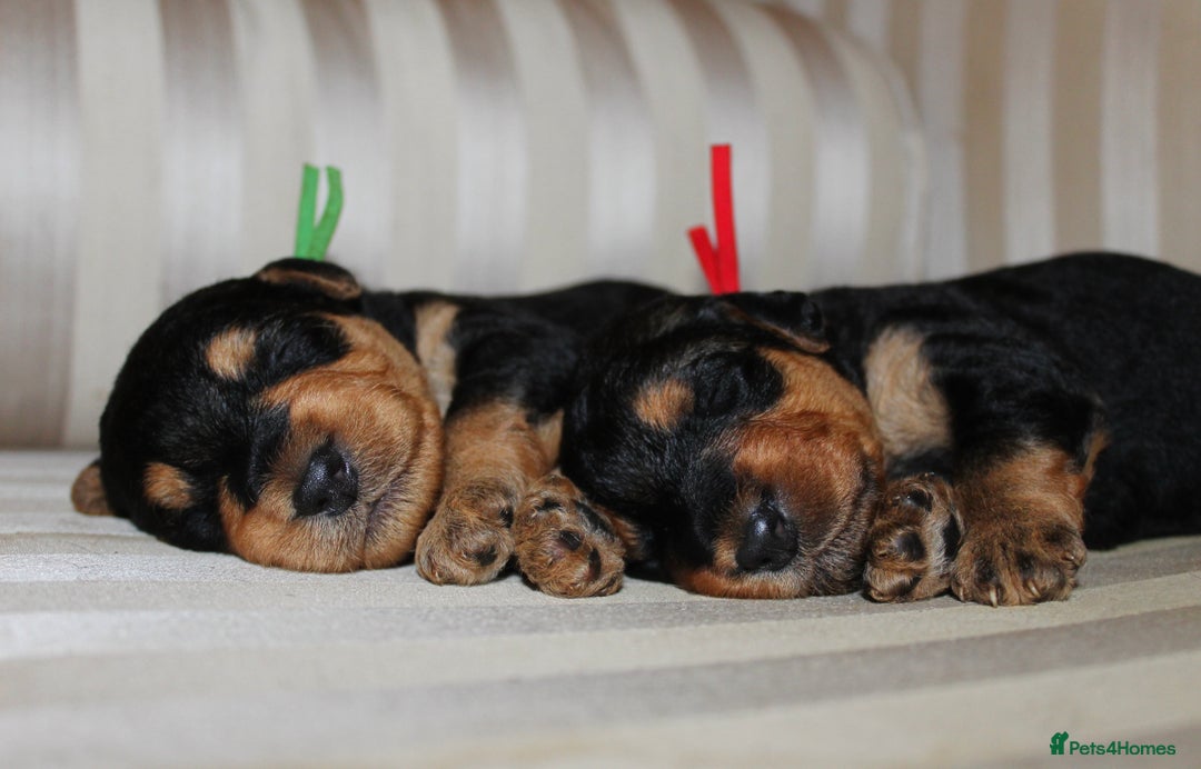 Airedale Terrier dogs for sale: KC Female Airedale Puppy🌟🐾 - Advert 12