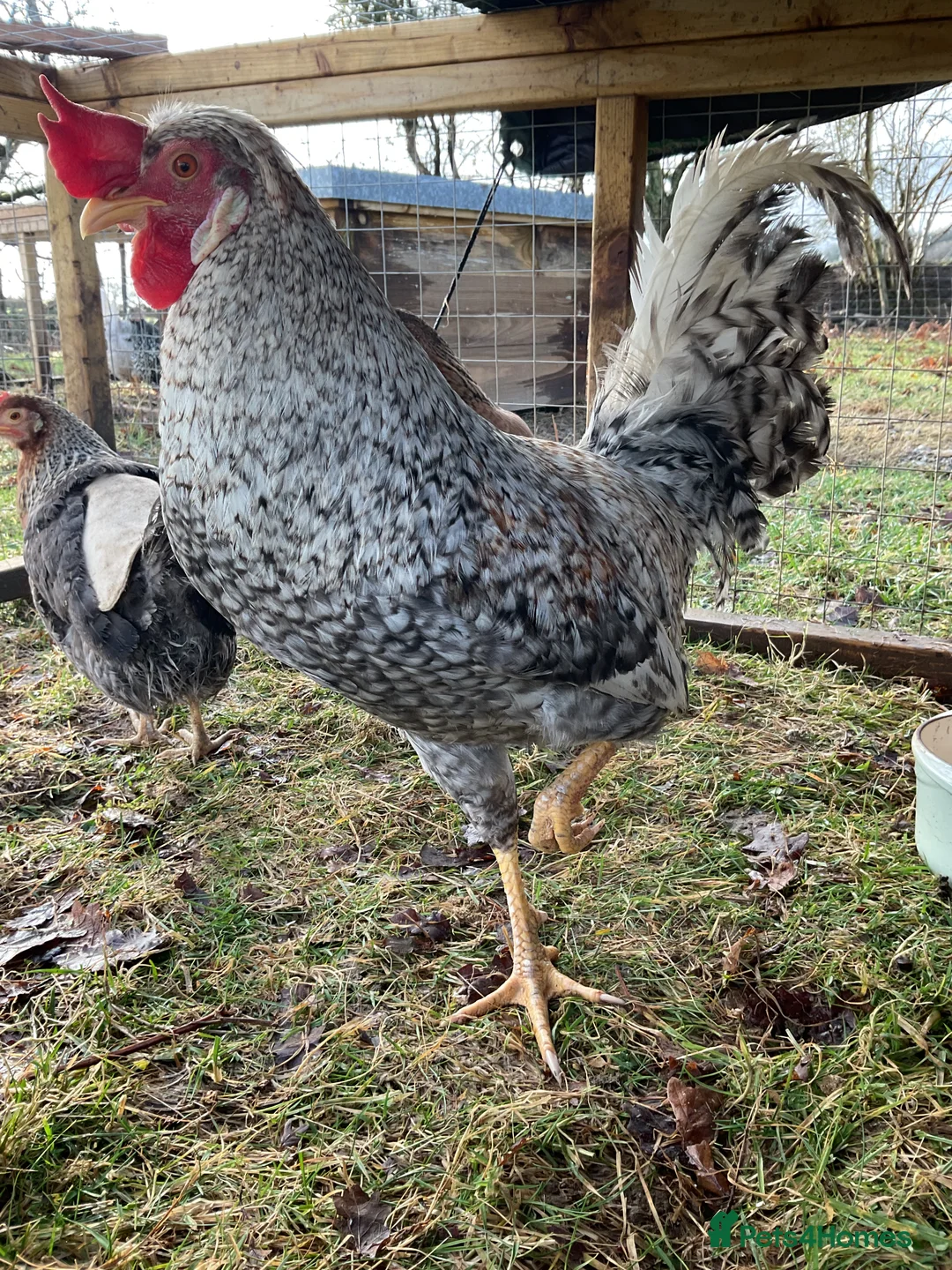 Chickens poultry for sale: Crested Cream Legbar Chicks blue egg layers  in Ammanford - Advert 3