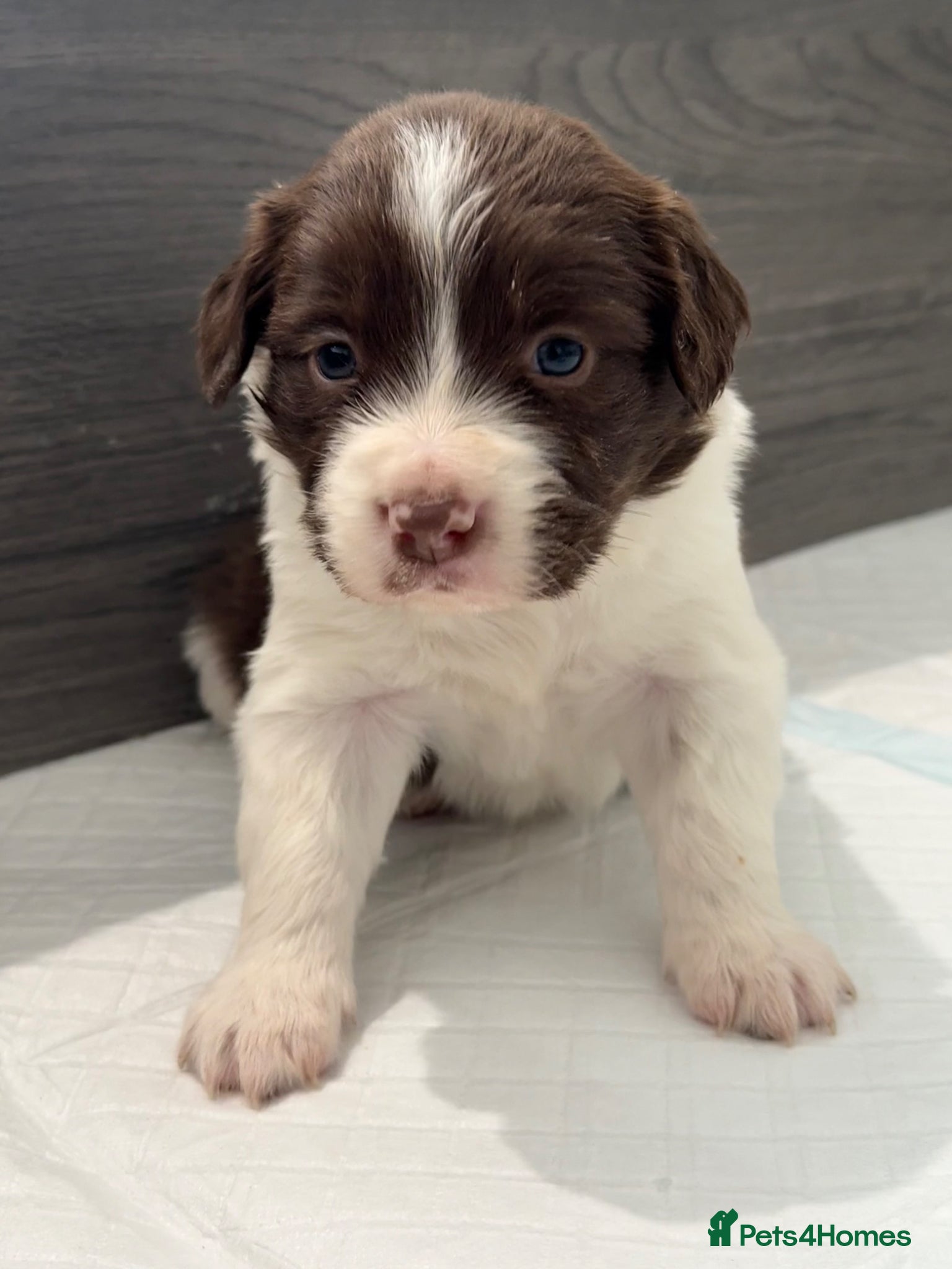 Sprollie dogs Fantastic Border Collie X Springer Spaniel Puppies - Advert 2