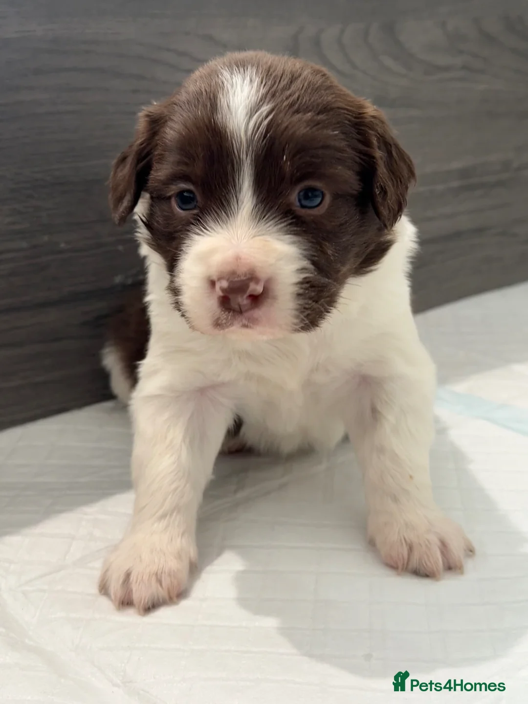 Sprollie dogs for sale: Fantastic Border Collie X Springer Spaniel Puppies - Advert 2