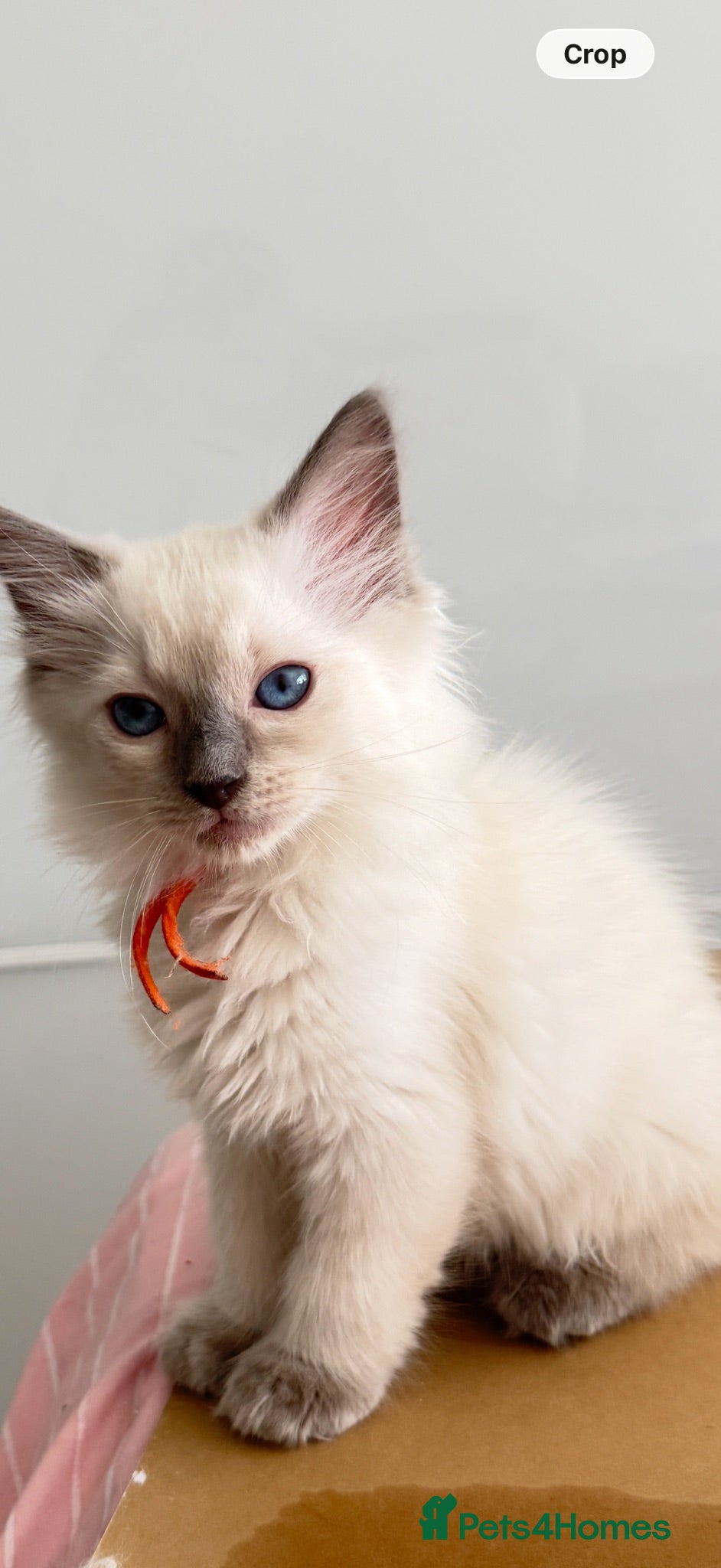 Ragdoll cats *** Last 2 Male Blue Point Ragdoll Kittens ** - Advert 15