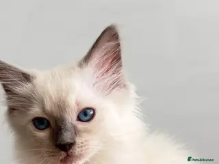 Ragdoll cats *** Last 2 Male Blue Point Ragdoll Kittens ** - Advert 15