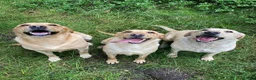 Labrador Retriever dogs for sale: Stunning, Health Tested Parents, KC Lab Puppies - Advert 15