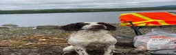 Sprocker dogs for sale: Sprocker in Peterhead - Advert 3