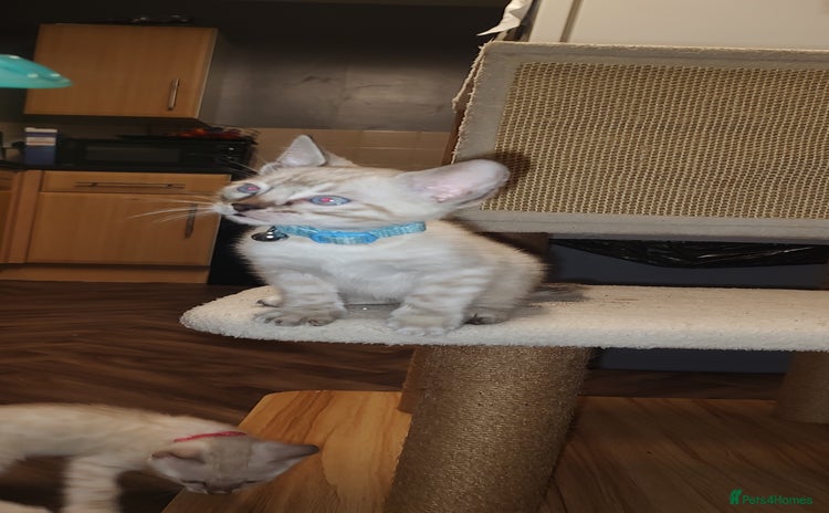 Bengal cats - Advert 14