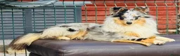 Shetland Sheepdog dogs for sale: Beautiful blue Merle girl Shetland sheepdog  - Advert 5