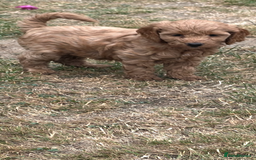 Cockapoo dogs for sale: Gorgeous F1 Cockapoo puppies - Image 6