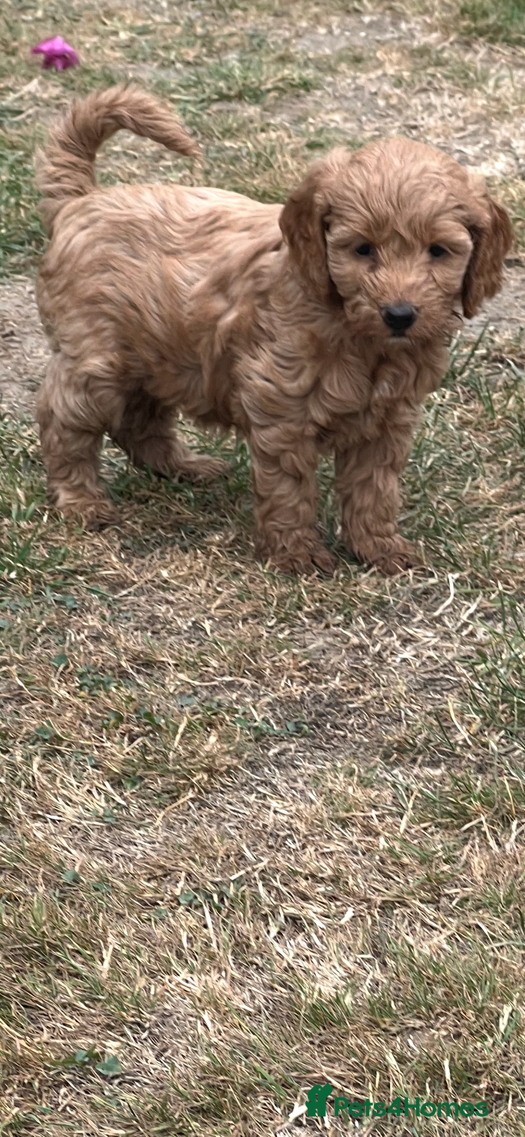 Cockapoo dogs for sale: Gorgeous F1 Cockapoo puppies - Image 6
