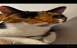 Mixed Breed cats for sale: Cat for sale - Image 4