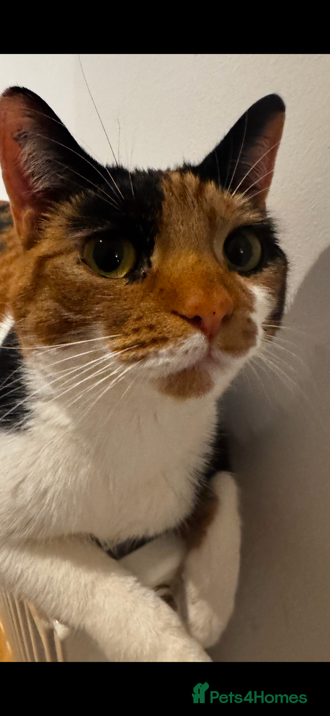 Mixed Breed cats for sale: Cat for sale - Image 4