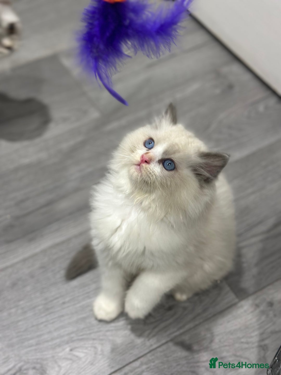 Ragdoll cats for sale: Stunning Ragdoll Boy - Image 3