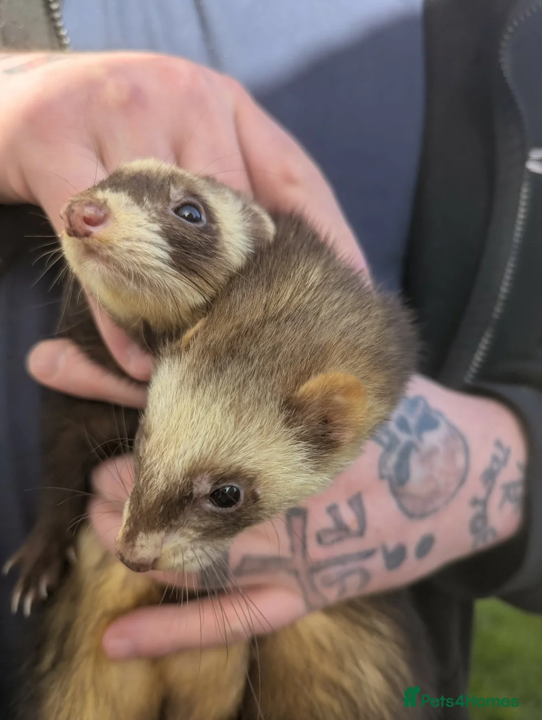 Ferret rodents for sale: Uno and Juno polecats - Advert 1