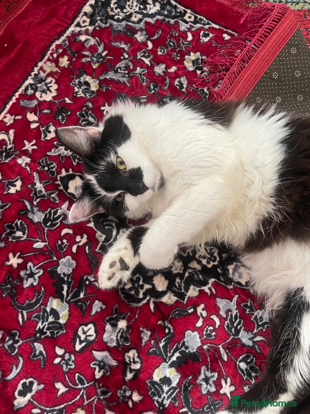 Mixed Breed cats for sale: Very friendly longhair cat for sale - Advert 2