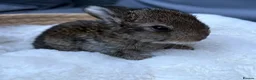 Mixed Breed rabbits for sale: Hand reared baby bunnies - Advert 8