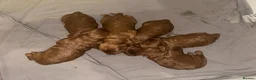 Cockapoo dogs for sale: 6 Gorgeous Dark Red F1 Cockapoo puppies - Advert 3