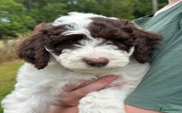 Labradoodle dogs for sale: Beautiful Puppies Ready for the Summer Holidays - Image 5