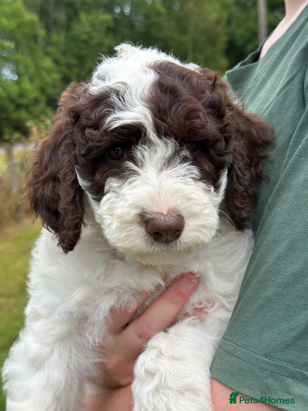 Labradoodle dogs for sale: Beautiful Puppies Ready for the Summer Holidays - Image 5