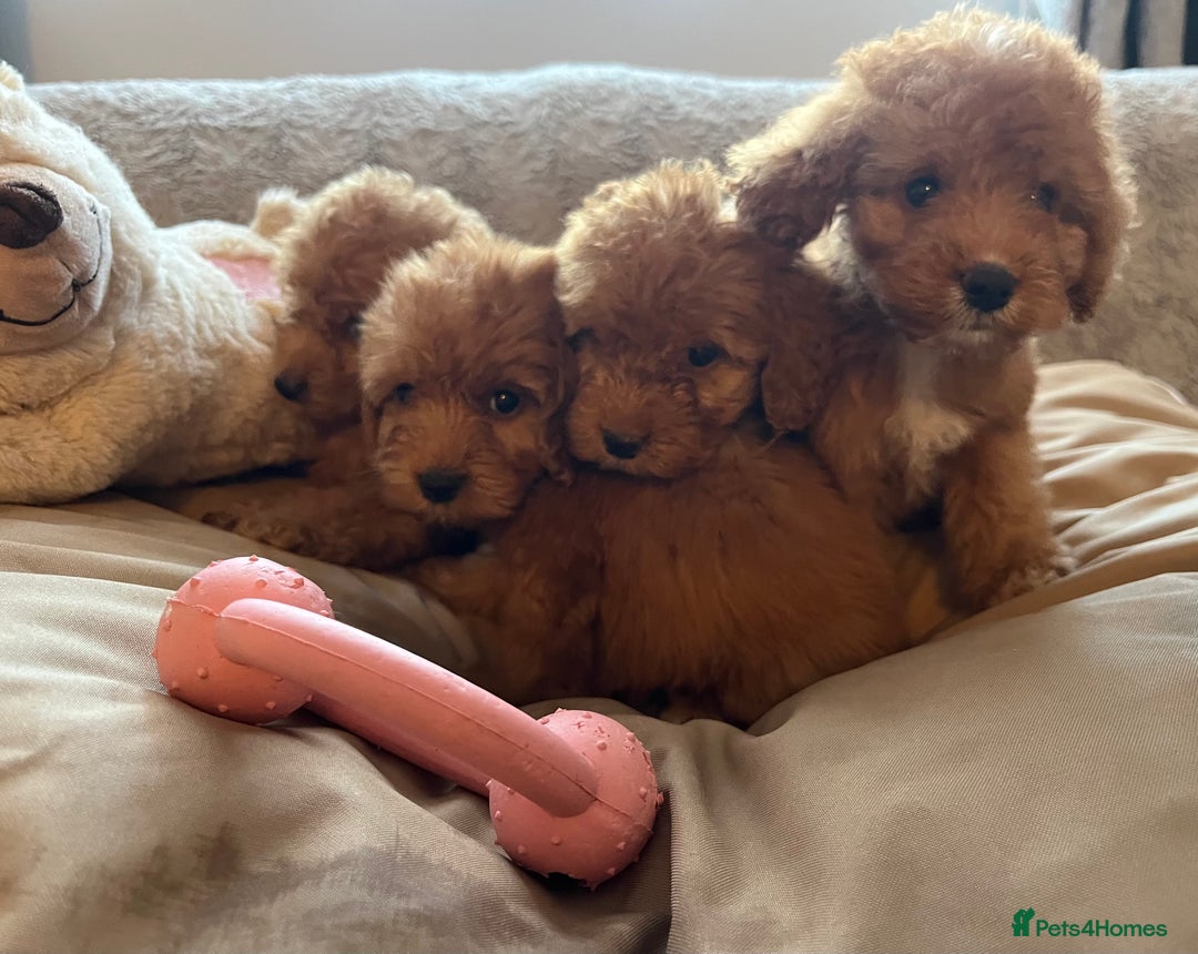 Cockapoo dogs for sale: F1 cockapoo puppies- Health test clear  - Image 11