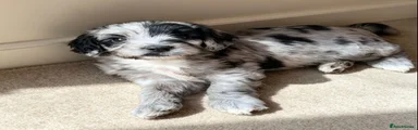 Sproodle 4