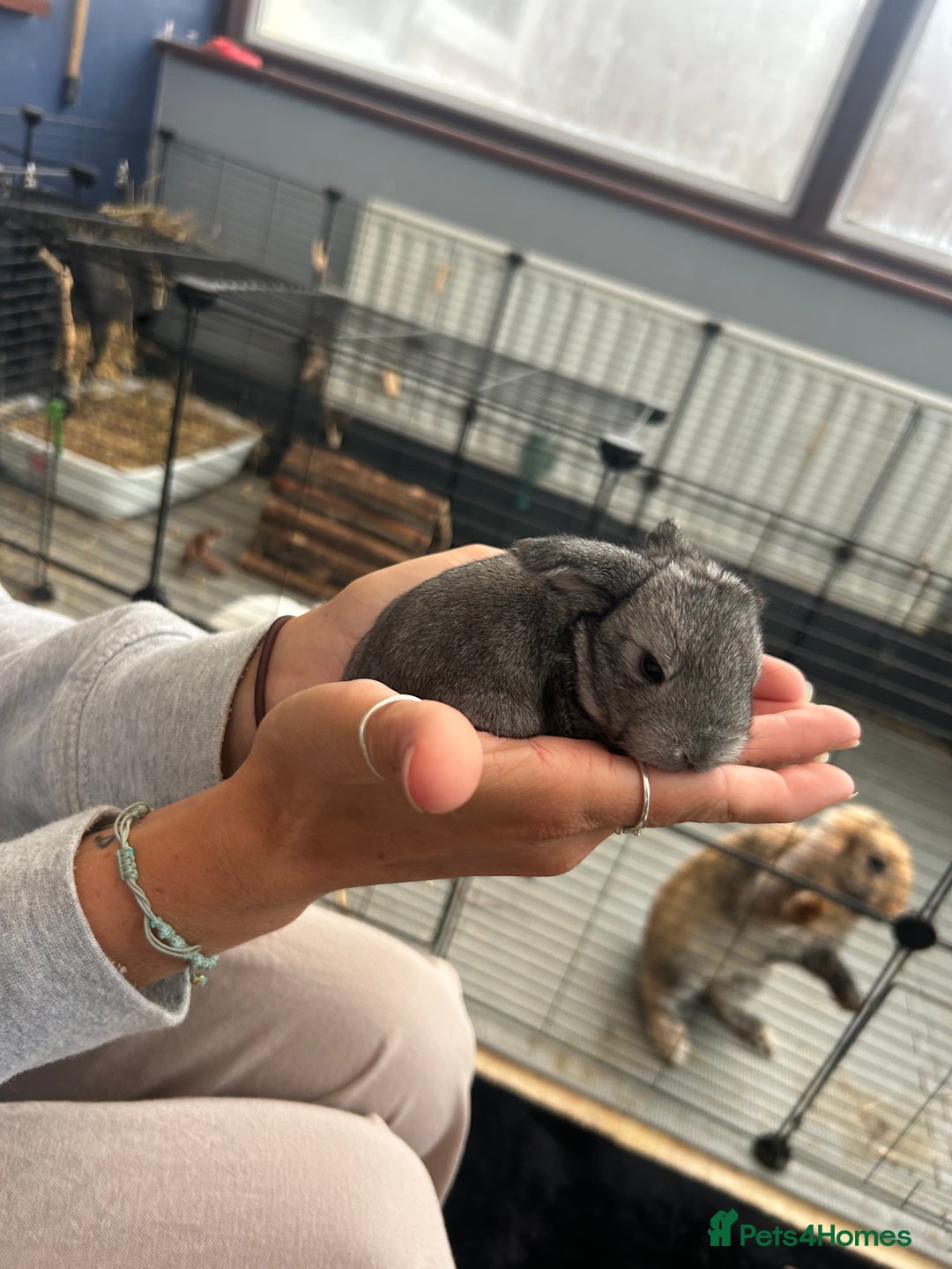 Mini Lop rabbits for sale: Mini lop babies  - Image 9