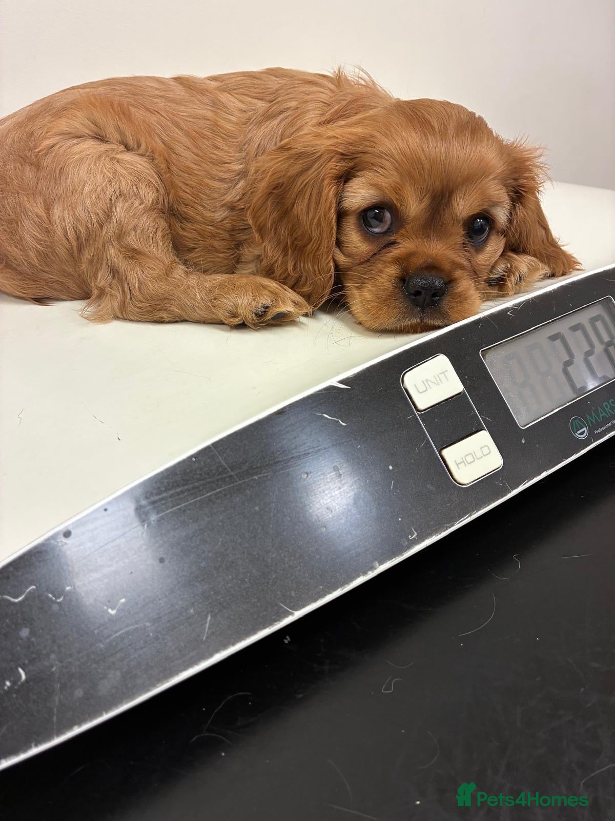 Cavalier King Charles Spaniel dogs KC Cavalier King Charles puppies  - Advert 1