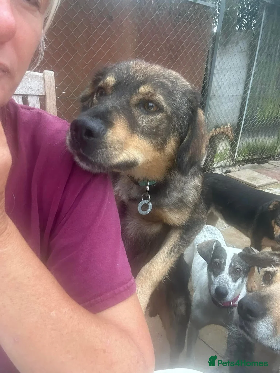 Mixed Breed dogs for adoption: Hovis - Norwich Norfolk  in Norwich - Advert 7